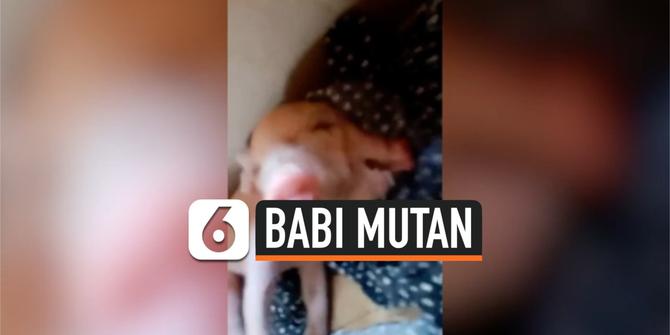 VIDEO: Babi Mutan Lahir Dengan Dua Kepala dan Tiga Mata