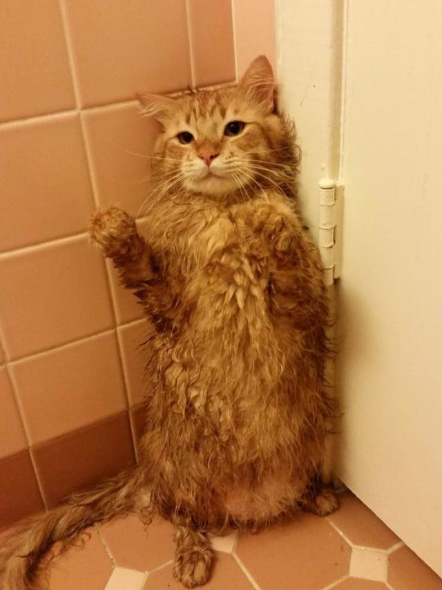 Sambil Berontak, Ini 7 Potret Hewan Peliharaan Saat Dimandikan yang Kocak