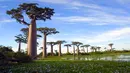 Adansonia digitata atau lebih dikenal dengan nama pohon Baobab dapat ditemukan di Madagaskar, Afrika, dan Australia. Pohon yang sering dijuluki sebagai pohon botol ini memiliki masa hidup hingga lebih dari 1.000 tahun. (superfoodsandsupershakes.com)