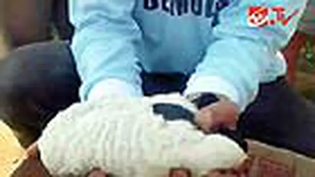 Anak Domba Lahir Tanpa Kepala