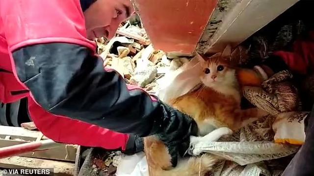 7 Potret Penyelamatan Hewan Peliharaan dari Reruntuhan Gempa Turki, Bikin Pilu