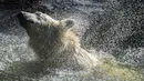 Hertha si beruang kutub mengibas-ngibaskan air ketika dia mandi di kandangnya saat suhu mencapai lebih dari 30 derajat Celcius  di kebun binatang Tierpark di Berlin, Jerman (26/7/2019). Rekor suhu terpanas baru tercatat di berbagai penjuru Eropa termasuk Jerman. (AFP Photo/John Macdougall)