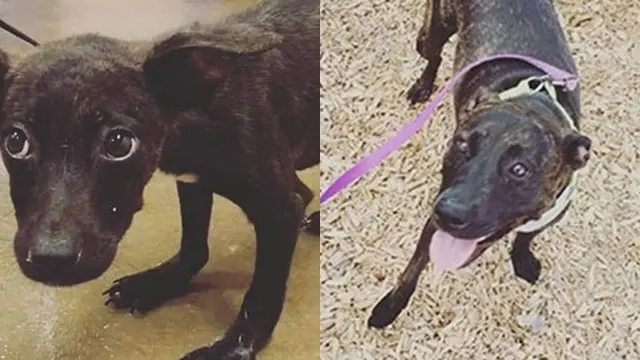 5 Kisah Anjing Sebelum dan Sesudah Diadopsi Ini Bikin Haru