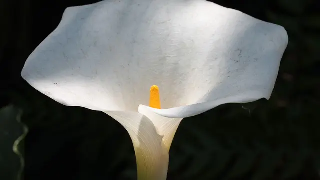 Zantedeschia (Wikipedia/Public Domain)