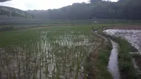 Penampakan Sawah Petani di Blora (Liputan6.com/Ahmad Adirin)