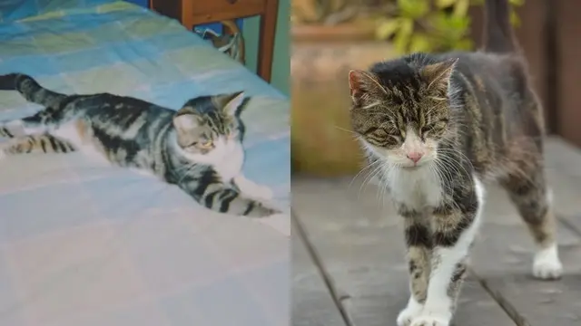 Haru, Pertemuan Kucing yang Hilang 13 Tahun dengan Tuannya