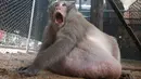 Monyet liar, Uncle Fat, yang mengalami obesitas duduk dalam kandang di pusat rehabilitasi Bangkok, Thailand, 19 Mei 2017. Monyet ini mengalami obesitas karena kerap menyantap makanan cepat saji dan minuman bersoda sisa para turis. (AP Photo/Sakchai Lalit)