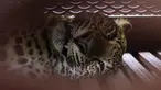 Seekor macan tutul Jawa yang dibius terbaring di dalam kandang di sebuah hotel di Bandung, Jawa Barat, pada 6 Oktober 2025, setelah masuk ke area hotel. (Timur Matahari/AFP)