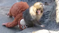 Punch Si Bayi Monyet Viral, Kebun Binatang Diserbu Pengunjung