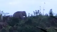 Gajah di Riau yang pernah mendekati pemukiman dan masuk kebun masyarakat. (Liputan6.com/Dok BBKSDA Riau/M Syukur)