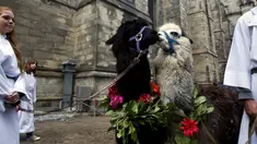 Dua alpacas menunggu untuk diberi pemberkatan pada 31st annual Feast of Saint Francis di gereja Katredal Santo John the Divine, New York, Minggu (4/10/2015). (REUTERS/Elizabeth Shafiroff)
