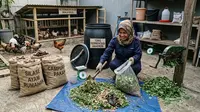Panduan Silase Rumahan untuk Peternak Ayam Skala Kecil, Hemat Biaya