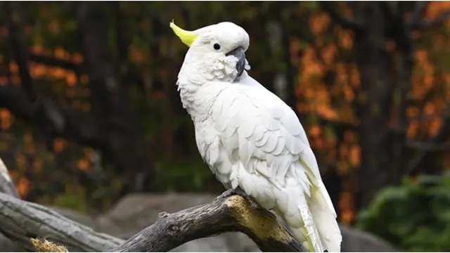 Foto copyright shutterstock.com