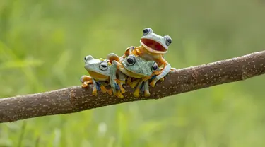  Tiga ekor katak jenis Reinwardt's diabadikan oleh fotograger Hendy Mp, di dekat rumahnya di Sambas, Kalimantan Barat.(dailymail)