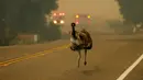 Seekor burung emu dengan luka bakar berlari menyelamatkan diri saat kebakaran melanda di dekat Potrero, California, AS, Senin (20/6). Kebakaran yang terjadi di California disebabkan suhu tinggi dan musim kering yang berkepanjangan. (REUTERS/Mike Blake)