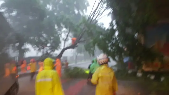 Pohon tumbang. (Twitter/@TMCPoldaMetro)