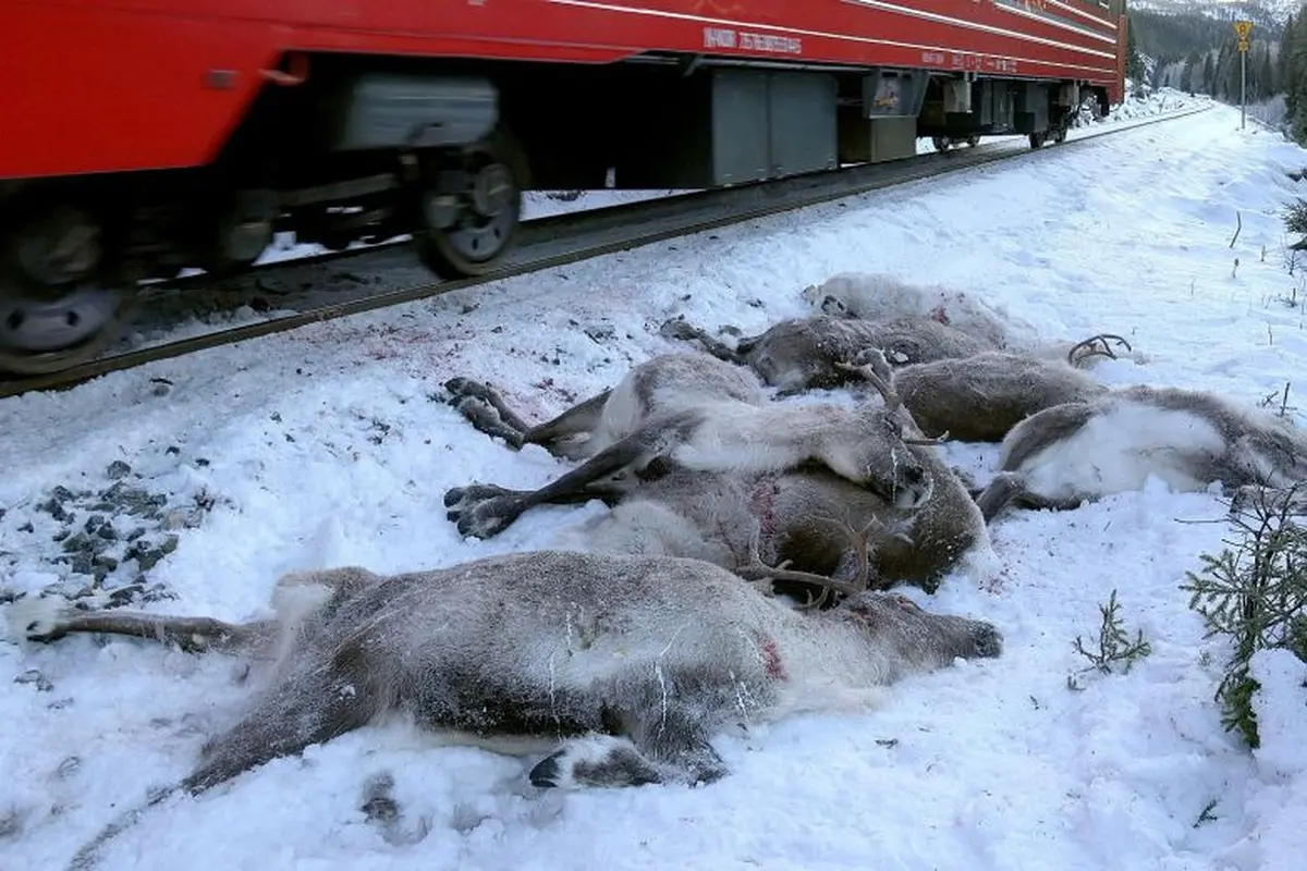 Ratusan rusa mati tertabrak kereta api di Norwegia (AFP)