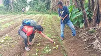 Warga saat mengecek dugaan jejak kaki macan tutul di Kecamatan Sukaraja Kabupaten Sukabumi (Liputan6.com/Istimewa).