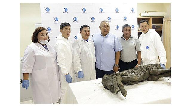 Berusia 40.000 Tahun, Fosil Beruang Gua Zaman Es Ini Ditemukan dengan Kondisi Utuh