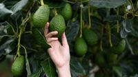 Kebun alpukat. Foto: liputan6.com/Felek Wahyu&nbsp;