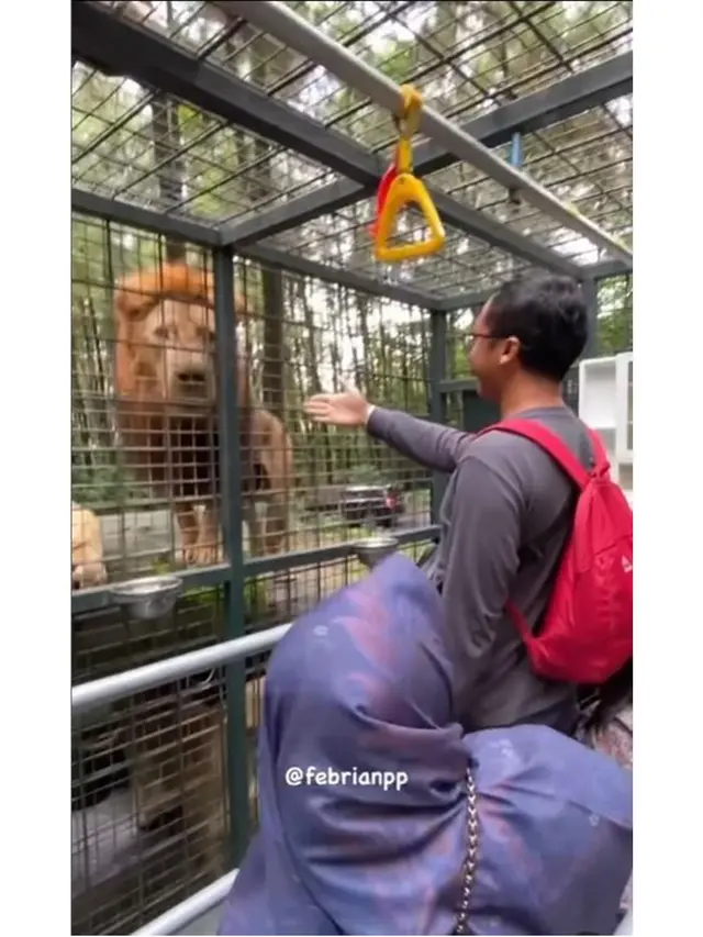 Kunjungi Taman Safari Lagi, Ini 6 Momen Damai 'Pelaku' dan Korban Tabrak Singa