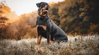 The best guard dogs for family. (Photo: Kevin Seibel/Pixabay)