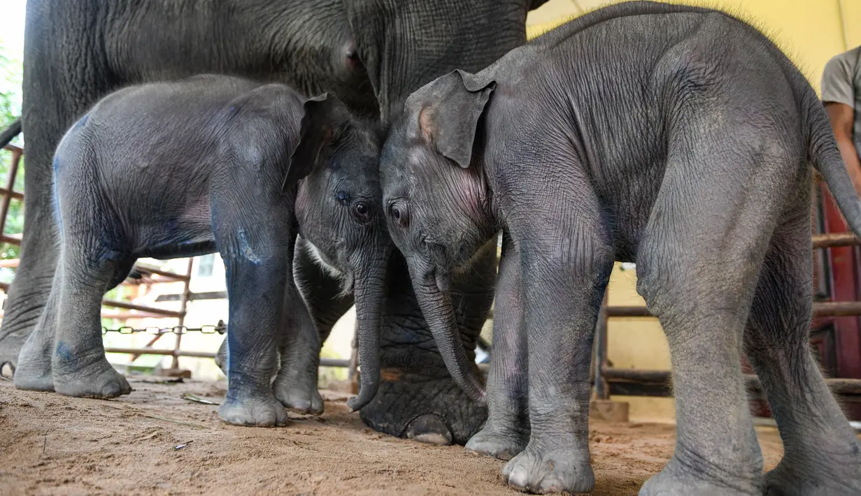 Bayi gajah kembar bermain di samping induknya di Kamp Gajah Wingabaw, wilayah Bago Myanmar, pada 5 September 2024. (Sai Aung MAIN / AFP)