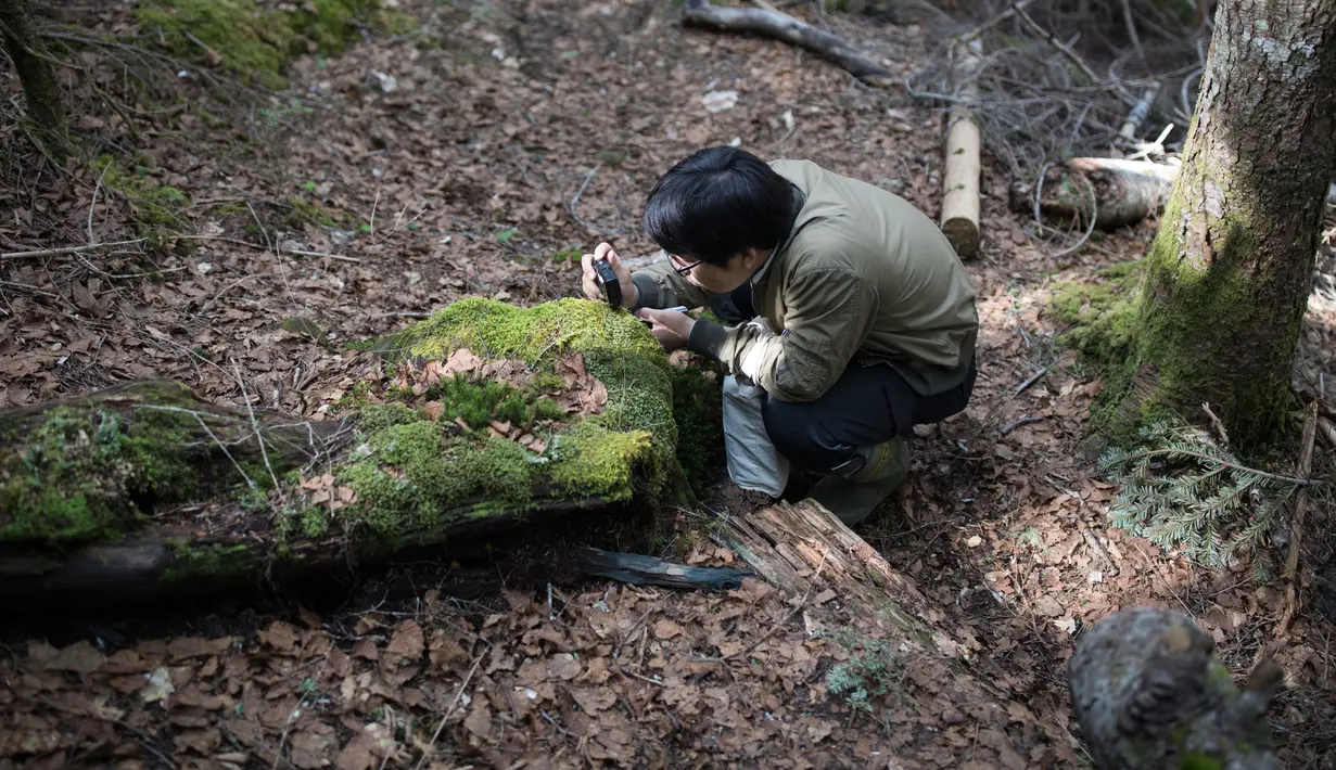 Seorang pria mengambil gambar lumut selama tur mengamati lumut di hutan Kita-Yatsugatake dekat kota Sakuho, Jepang, 9 Juni 2018. Menggemari lumut menjadi tren yang berkembang dalam beberapa tahun terakhir di Jepang. (BEHROUZ MEHRI/AFP)