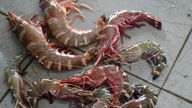 Hasil tangkapan nelayan udang tak begitu bagus lantaran cuaca buruk dan gelombang tinggi. Hanya beberapa ekor udang tiger. (Foto: Liputan6.com/Muhamad Ridlo)