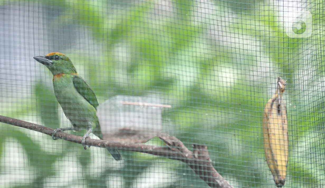 Seekor burung kicau saat dipelihara di halaman Kantor Kelurahan Klender, Jakarta Timur, Rabu (15/6/2022). Terdapat sekitar 20 ekor burung kicau yang dipelihara di sangkar ini, antara lain jenis jalak kebo, murai air, cucak ijo, trucukan, dan parkit Australia. (merdeka.com/Iqbal S. Nugroho)