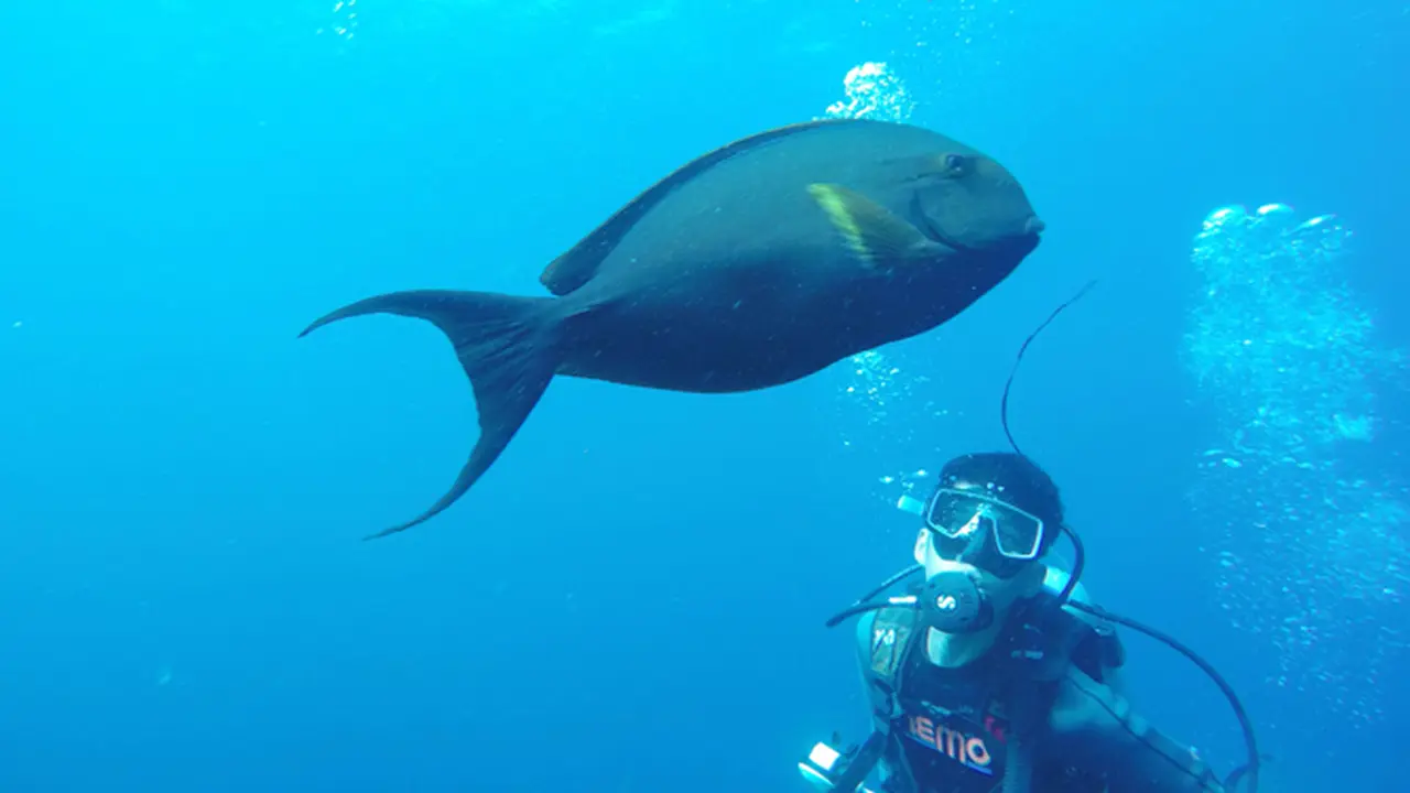 Tulamben, Spot Diving Terbaru di Bali yang Memukau