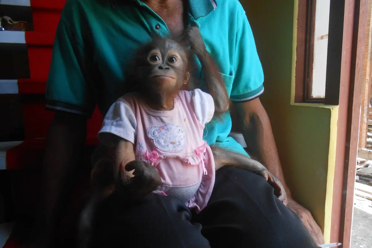 ​Perpisahan Dramatis Unyu Si Bayi Orangutan dan Keluarga Angkat
