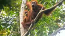Foto selebaran tak bertanggal yang diambil oleh Pusat Informasi Orangutan dan dirilis pada 10 Juni 2026 menunjukkan orangutan Tapanuli di atas pohon di hutan Batang Toru di Sumatra Utara. Menurut para ilmuwan, tanah longsor yang dipicu oleh perubahan iklim memusnahkan hampir satu dari 10 spesies kera besar paling langka di dunia yang tersisa di Pulau Sumatra. (Handout/Pusat Informasi Orangutan/AFP)
