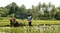 Ilustrasi lahan pertanian. (Istimewa)