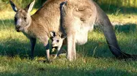 Kanguru, salah satu hewan khas dari Australia yang akan menjadi penghuni baru Taman Safari Indonesia 2.