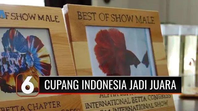 Keren, baru pertama kali ikut serta dalam perlombaan yang digelar organisasi penghobi ikan cupang dunia, International Betta Congress di Amerika Serikat, ikan cupang Indonesia langsung jadi juara umum lho.