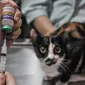 Dokter hewan saat melakukan vaksinasi rabies pada kucing di Radhiyan Pet and Care, Rawamangun, Jakarta Timur, Senin (20/6/2022). Dinas KPKP DKI Jakarta dan klinik hewan dan komunitas pecinta kucing menggelar pemeriksaan hewan peliharaan seperti vaksin rabies dan sterilisasi secara gratis menyambut HUT ke-495 Jakarta. (merdeka.com/Iqbal S. Nugroho)