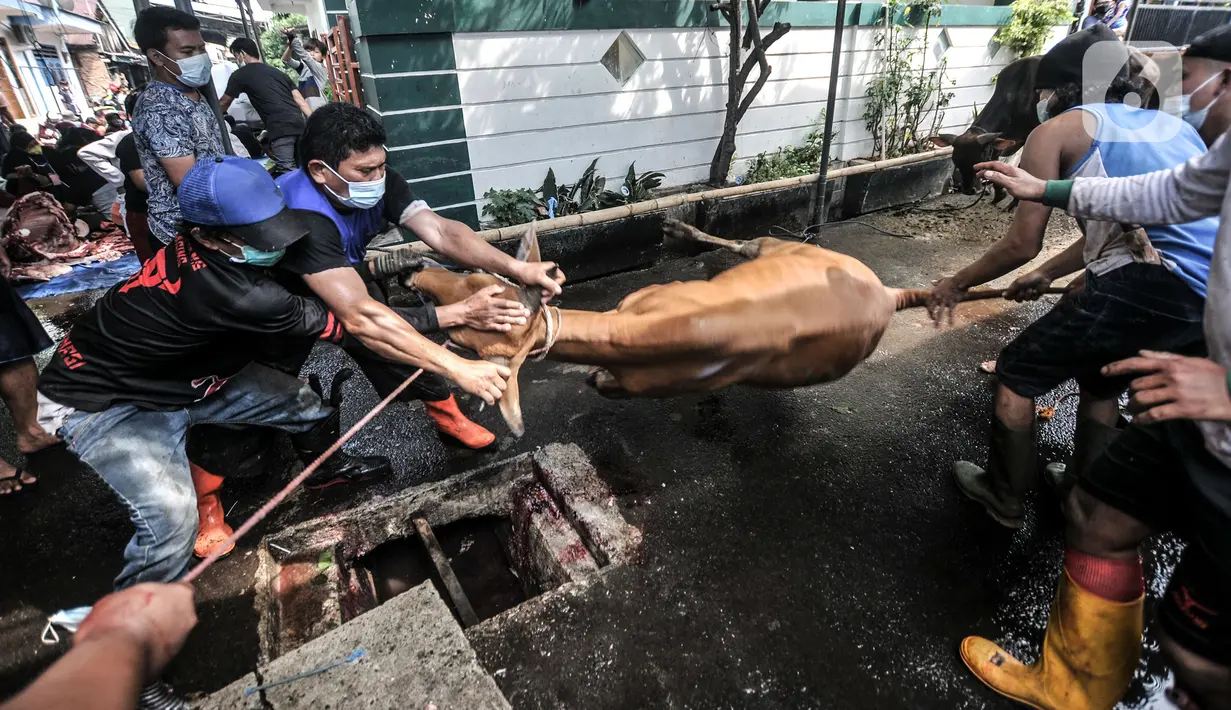 Panitia bersiap menyembelih hewan kurban saat perayaan Hari Raya Idul Adha 1442 H di Musala Nurul Huda, Jakarta, Selasa (20/7/2021). Di tengah pandemi COVID-19, warga di sejumlah wilayah Ibu Kota tetap menggelar penyembelihan hewan kurban meski secara terbatas. (merdeka.com/Iqbal S. Nugroho)