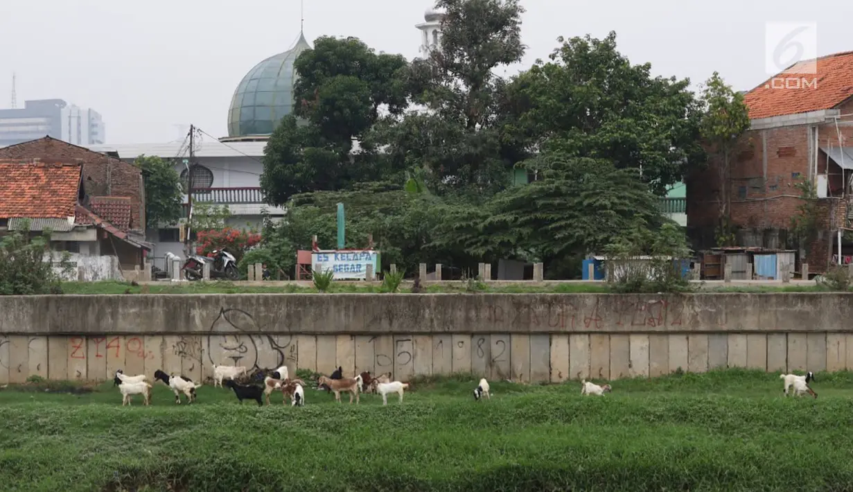 Kambing memakan rumput di bantaran Sungai Ciliwung, Jakarta, Rabu (7/11). Peternak menggembalakan kambingnya di kawasan tersebut untuk mengurangi biaya pakan. (Liputan6.com/Immanuel Antonius)