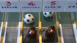 Kecoa yang ditempeli bendera Prancis dan Rumania saat meramal laga Euro 2016 di Berlin, Jerman (10/6). Cara memprediksinya yaitu dengan balapan kecoak yang kemenangannya ditentukan dengan siapa lebih dulu membawa bola ke gawang. (Christof Stache / AFP)
