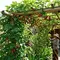 9 Tanaman Buah yang Bisa Dirambatkan di Pagar atau Pergola, Cantik dan Produktif