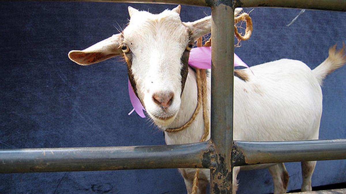 Kelainan Seksual, Pria Ini Bercinta dengan Kambing - Health Liputan6.com