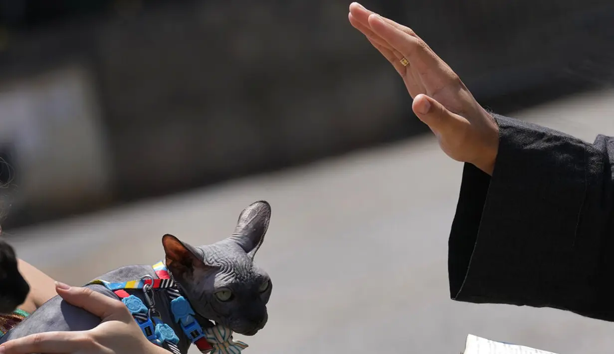 Seorang Fransiskan memberkati seekor kucing peliharaan dalam misa untuk menghormati Santo Fransiskus dari Assisi pada Hari Raya Santo di Brasilia, Brasil, Senin (4/10/2021). Santo Katolik dianggap sebagai pelindung hewan. (AP Photo/Eraldo Peres)