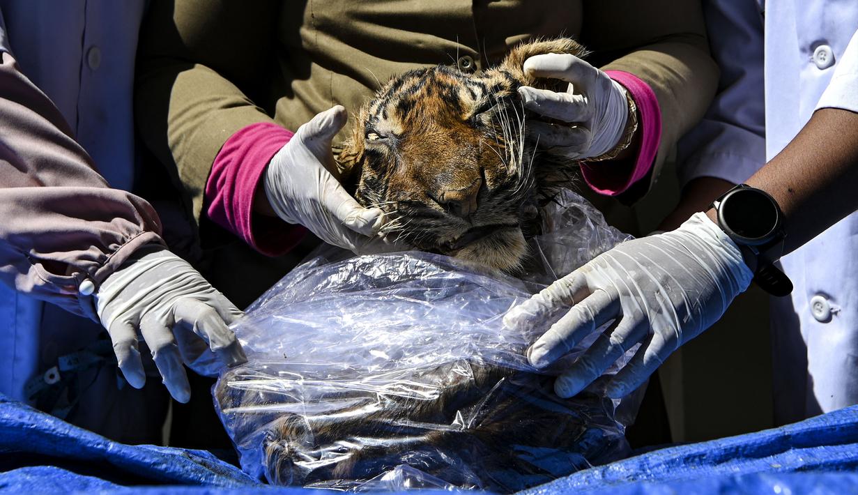 Dokter hewan BKSDA Aceh bersama mahasiswa kedokteran hewan melakukan forensik terbatas terhadap barang bukti kulit harimau sumatera hasil sitaan di Banda Aceh, Aceh, Rabu (1/12/2021). Forensik terbatas dilakukan untuk mengetahui jenis kelamin, usia dan penyebab kematian. (CHAIDEER MAHYUDDIN/AFP)
