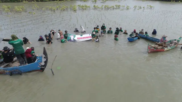 Penanaman bakau untuk ultah Jimin BTS (dokumentasi LindungiHutan/ https://lindungihutan.com/PohonJimin)