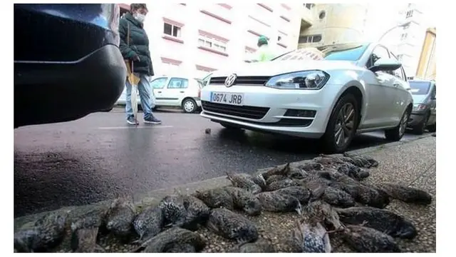 Ratusan Burung Mati Mendadak Secara Misterius di Sekitar Rumah Sakit Jadi Sorotan