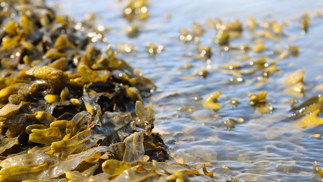 Kenali 8 Jenis Rumput Laut Hingga Manfaat Ditawarkan
