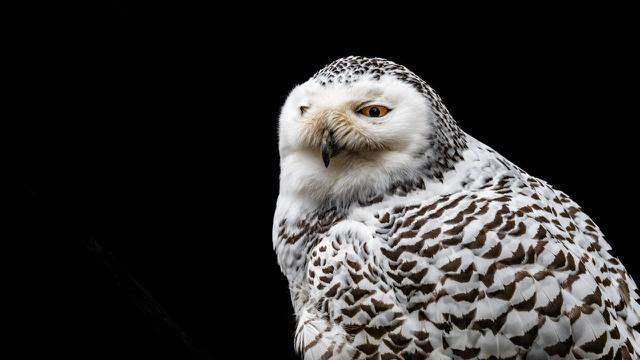 Snowy Owl