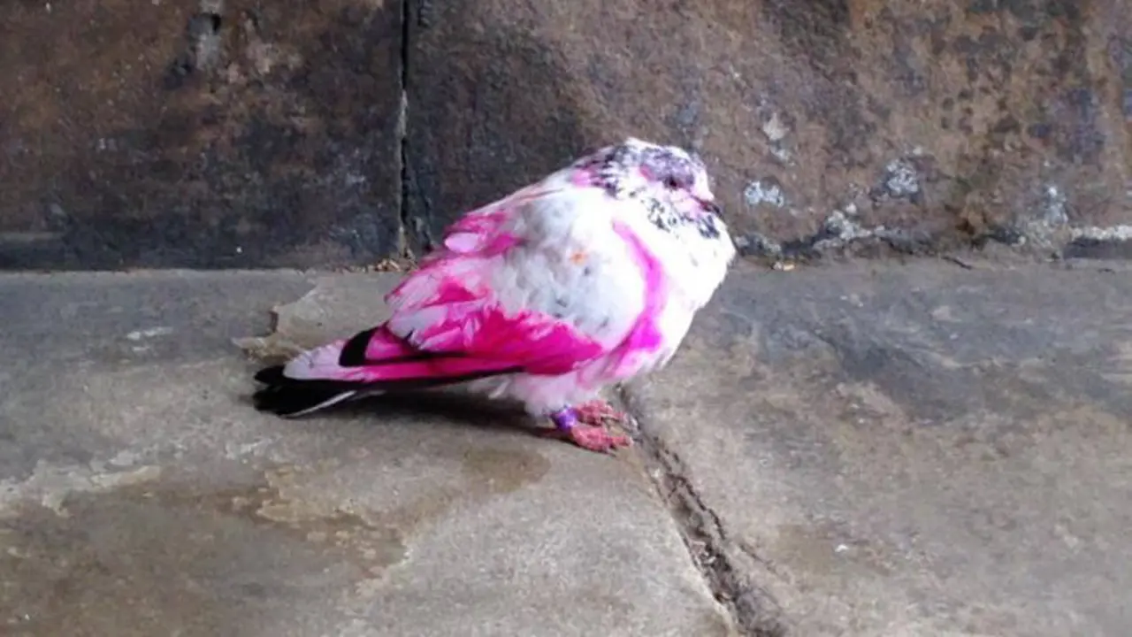 Burung Merpati Berbulu Pink di Kota Stockport 