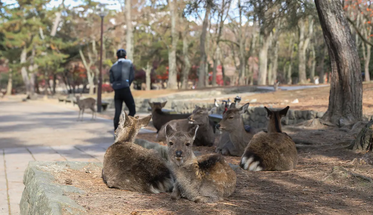 Foto yang diabadikan pada 9 Desember 2020 ini menunjukkan rusa di Nara, Jepang. Rusa Nara, yang hidup berdekatan dengan manusia, menjadi salah satu simbol Kota Nara. Rusa Nara dilindungi sebagai monumen alam Jepang. (Xinhua/Du Xiaoyi)